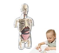 Kit di assemblaggio modello di anatomia-giocattolo scientifico del torso umano pratico per bambini, progetti scolastici di dissezione educativa | Apprendimento STEM ideale per trasparente, assistenza