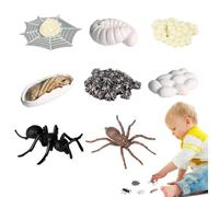 Kit Di Evoluzione Degli Insetti - Modelli Di Simulazione Della Progressione Degli Artropodi, Figurine Didattiche Per La Scoperta Sensoriale | Struttura Anatomica In Miniatura Durevole, Supporto Per La
