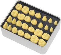 Kit di formazione medica per adulti, modello anatomico, modello educativo, modello anatomico dei denti umani, modello didattico per l'intaglio dei denti standard orali per adulti, ingrandisc