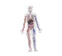 Kit di modelli di scheletro del corpo umano, modello anatomico Halloween per