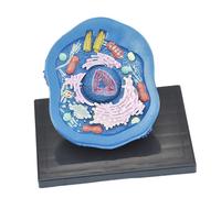 Kit di scienze educative del modello di cellule animali per l'apprendimento
