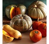 KIT DI SEMENTI DI ZUCCA EDIBILE | 5 Bustine di SEMI | Zucca BUTTERNUT - Zucca DELICA - Zucca MARINA DI CHIOGGIA - Zucca MUSQUEE DE PROVENCE - Zucca RED KURI