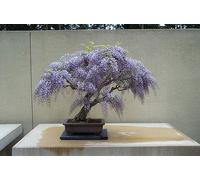 Kit di semi di glicine bonsai, coltiva il tuo bonsai