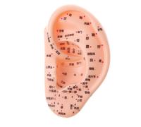 Kit Di Studio Di Agopuntura Per Modello Di Riflessologia Dell'orecchio Umano Di