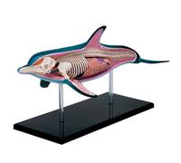 Kit didattico con modello assemblato di delfino in 4D, modello anatomico animale per l'insegnamento e la dimostrazione scientifica