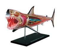 Kit didattico di anatomia animale - Modello di scheletro di squalo dissezionabile 4D per laboratorio di biologia e didattica