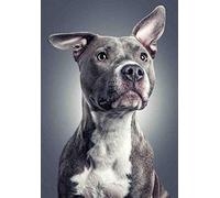 Kit fai da te per pittura a olio su tela con pigmenti numerati, per adulti, cane pitbull animale, pittura acrilica con numeri, pennelli da disegno, decorazione per la casa, decorazione da parete, idea