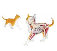 Kit Modello 4D di Scheletro e Anatomia di Gatto Soriano Arancione - Collezionismo di qualità con organi e Parti del Corpo Completamente Staccabili, 28 Parti per l'insegnamento degli Animali