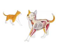 Kit modello anatomico di gatto 4D Vision, 28 organi staccabili e parti di scheletro, formazione veterinaria for animali for dimostrazioni didattiche