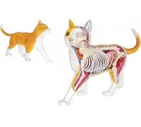 Kit modello anatomico e scheletro di gatto soriano arancione 4D Vision, 28 organi e parti del corpo staccabili, per dimostrazione didattica sugli animali. Strumento di anatomia del modello felino