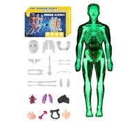 Kit modello busto anatomico del corpo umano, strumento medico dettagliato per l'apprendimento 3D | per l'apprendimento degli studenti nelle lezioni di biologia, materiale dimostrativo