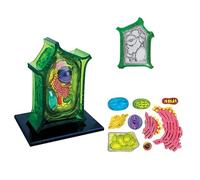 Kit modello cellulare vegetale, modello anatomico 4D per studio educativo | Kit educativo 4D per studio di biologia, modello di cellule vegetali, strumento di apprendimento anatomico interattivo per