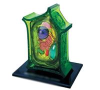 Kit modello di cellula vegetale fai da te, modello di assemblaggio anatomico staccabile con sezione trasversale e organelli, strumento didattico educativo for la scuola
