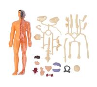 Kit modello di scheletro del corpo umano con ossa e organi rimovibili che si illuminano al buio Kit di scienze educative giocattolo STEM Strumento di apprendimento dell'anatomia