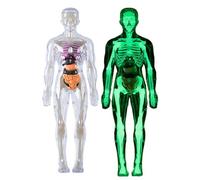 Kit modello di scheletro del corpo umano trasparente kit di anatomia luminosa figura anatomia umana modello di fisiologia di Halloween per bambini