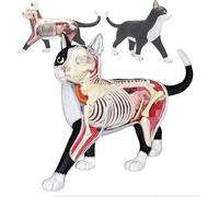 Kit modello di scheletro e anatomia del gatto 4D - Collezione di qualità medica con organi e parti del corpo completamente rimovibili di 28 parti, modello animale anatomico scientifico