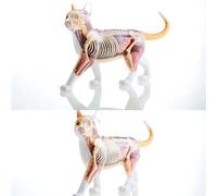 Kit modello di scheletro e anatomia di gatto soriano arancione, 28 organi e parti del corpo staccabili, modello anatomico medico per la formazione veterinaria e come supporto didattico