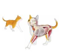 Kit Modello di Scheletro E Anatomia di Gatto Soriano Arancione 4D di Teaching Model Tools da Collezione di qualità con Organi E Parti del Corpo Completamente Staccabili 28 Parti per La Dimostrazione