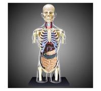 Kit Modello Di Torso Anatomia Umana for L'istruzione E L'apprendimento | Esplora l'anatomia umana con questo kit modello dettagliato da 37 parti.