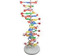 Kit Modello DNA Geni Modelli DNA Divulgazione Scientifica A Doppia Elica Kit Modello DNA, Geni Doppia Elica Modelli DNA For Sussidi Didattici In Aula Self