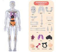 Kit modello scheletro corpo umano strumenti di studio montaggio didattico rimovi