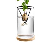 Kit per la coltivazione 'albero di avocado, Starter Rack per albero di avocado, Vaso iniziale con base in legno Vaso iniziale con albero di avocado, Vaso per coltivazione di germogli di piante in vetr