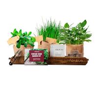 Kit Piante Aromatiche (Cipollina, Origano, Salvia & Menta) - Semi Organici dalla Spagna - Kit Giardinaggio Regalo Completo per Coltivare le tue Erbe Fresche a Casa