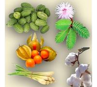 KIT SEMENTI COSE CURIOSE | 5 Bustine di SEMI | Alchechengi | Lemon grass | Cotone | Cucamelon | Mimosa pudica