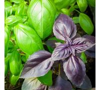 KIT SEMENTI DI BASILICO | 5 Bustine di semi | Italiano Classico (Genovese) - Rosso - Al Limone - Alla Cannella - A Foglia di Lattuga