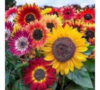 KIT SEMENTI GIRASOLI | 5 Bustine di SEMI | Abend Sonne | Nano Big Smile | Bronze King | Full Sun | Ornamentale Nano Doppio