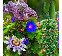 KIT SEMENTI RAMPICANTI | 5 Bustine di SEMI | Glicine | Fragola rampicante | Passiflora | Luffa | Ipomea Blue Morning