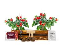 Kit Vintage Per Coltivare Pomodori Ciliegini - Semi Organici dalla Spagna - Kit Giardinaggio Regalo Completo per Coltivare i tuoi Pomodori Freschi a Casa