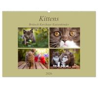 Kittens - Britisch Kurzhaar Katzenkinder (Wandkalender 2026 DIN A2 quer), CALVENDO Monatskalender: Mit kleinen Stubentigern durch das Jahr