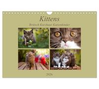 Kittens - Britisch Kurzhaar Katzenkinder (Wandkalender 2026 DIN A4 quer), CALVENDO Monatskalender: Mit kleinen Stubentigern durch das Jahr