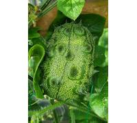 Kiwano/cetriolo corno Cucumis metuliferus 10 semi