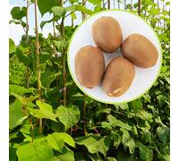 Kiwi, 2 piante alte 100-120 cm, vaso 16, Actinidia Deliciosa