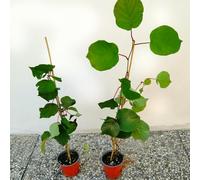 Kiwi, 2 piante alte 40/60 cm, vaso 13, Actinidia Deliciosa