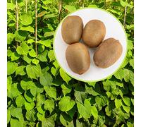 Kiwi, 4 piante con altezza 100-120 cm, vaso 16, Actinidia Deliciosa