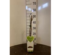 Kiwi Actinidia Arguta Ken's Red su vaso alto in confezione da 2 piante