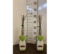 Kiwi Actinidia Arguta Ken's Red su vaso alto in confezione da 2 piante MODIPITRE