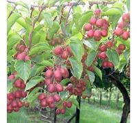 KIWI ARGUTA KEN'S RED FRUTTI POLPA ROSSA 2 ANNI, VASO 2 LITRI 70-80 CM