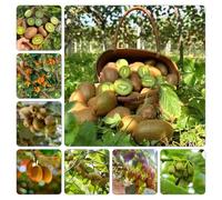 kiwi balcone rialzato letto interno semi di resistenti vaso colonnare vaso semi di Aiuole rialzate 85pcs