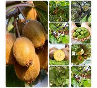 kiwi - colonnari, scalatrici interni balcone resistenti semi organici 130pcs