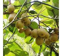 kiwi d'appartamento semi di colonnare balcone rialzato letto semi di resistenti vaso 650pcs