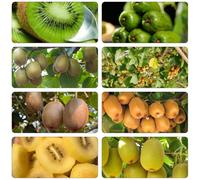 kiwi di balcone resistenti semi di semi biologici giardino del balcone Letti elevati per giardino decorativo selvatico 130pcs