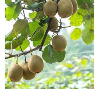 kiwi, kiwiberry, antiche varietà di interno Aiuole rialzate biologiche per l' d'appartamento esotiche rampicanti balcone, 400semi