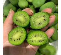 kiwi resistente alla siccità autunnali pluriennale crescita 300semi