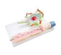 KIXZSAZ Il modello di cellula neuronale evidenzia la struttura delle fibre nervose e delle cellule. L'insegnamento in classe di scienze mostra il modello cellula neuronale che insegna l'anatomia dei