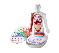 KIXZSAZ Modello educativo del corpo umano per bambini, parti di organi, giocattoli assemblati, esperienza di apprendimento divertente e coinvolgente, rende l'apprendimento delle strutture degli organi