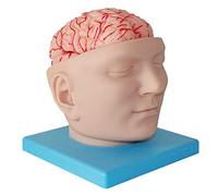 KJMWXOP Modello anatomico del Cervello Umano, Modello di Base e Segnale Digitale Staccabile, Modello di Cranio Umano a grandezza Naturale per la Ricerca didattica